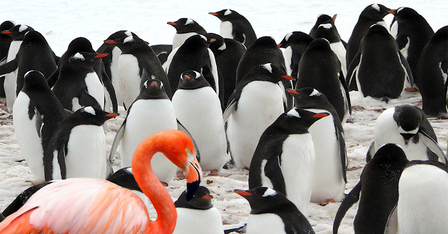 Flamingo And Penguin.png